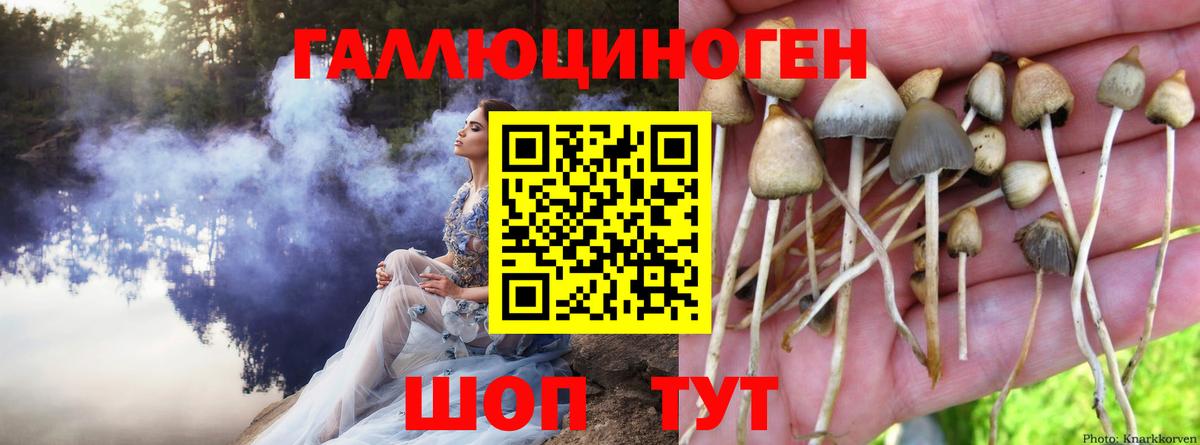 Псилоцибиновые грибы MAGIC MUSHROOMS Выборг