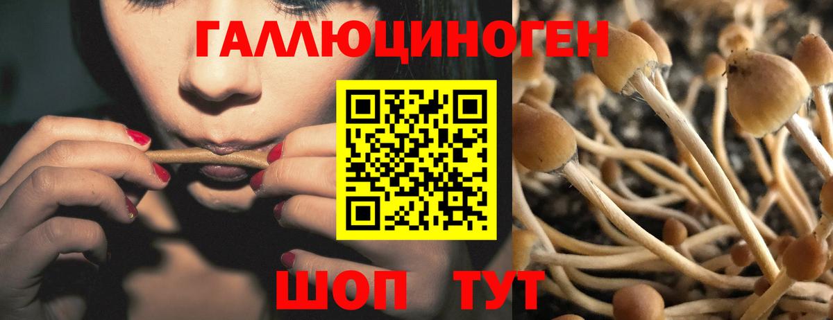 Псилоцибиновые грибы прущие грибы  Вход с VPN  Выборг 